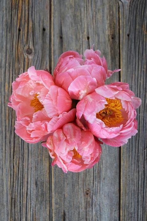 CORAL SUNSET  CORAL  PEONIES